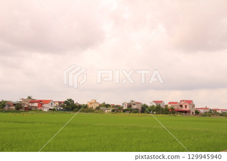 Rice fields in Vietnam. There are green rice fields in the field. Farmers work on them. In the background are villages and country roads 129945940