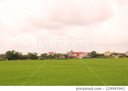 Rice fields in Vietnam. There are green rice fields in the field. Farmers work on them. In the background are villages and country roads 129945941