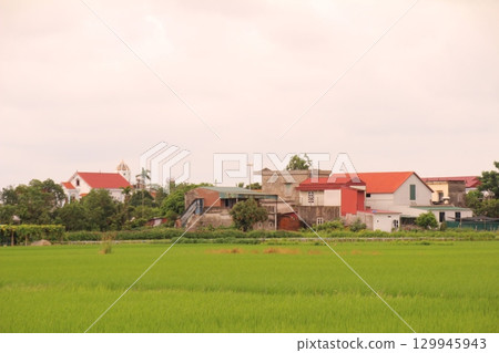 Rice fields in Vietnam. There are green rice fields in the field. Farmers work on them. In the background are villages and country roads Rice fields in Vietnam. There are green rice fields in the field. Farmers work on them. In the background are villages and country roads 129945943