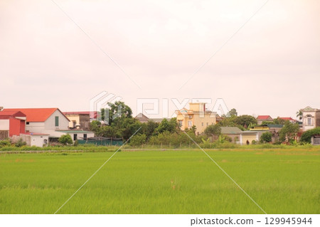 Rice fields in Vietnam. There are green rice fields in the field. Farmers work on them. In the background are villages and country roads 129945944