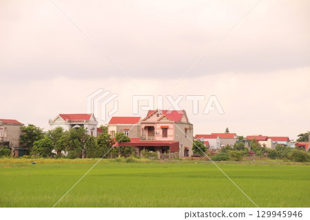 Rice fields in Vietnam. There are green rice fields in the field. Farmers work on them. In the background are villages and country roads Rice fields in Vietnam. There are green rice fields in the field. Farmers work on them. In the background are villages and country roads 129945946