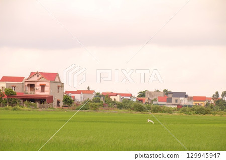 Rice fields in Vietnam. There are green rice fields in the field. Farmers work on them. In the background are villages and country roads Rice fields in Vietnam. There are green rice fields in the field. Farmers work on them. In the background are villages and country roads 129945947