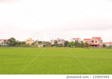 Rice fields in Vietnam. There are green rice fields in the field. Farmers work on them. In the background are villages and country roads Rice fields in Vietnam. There are green rice fields in the field. Farmers work on them. In the background are villages and country roads 129945948