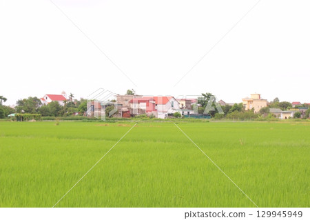 Rice fields in Vietnam. There are green rice fields in the field. Farmers work on them. In the background are villages and country roads Rice fields in Vietnam. There are green rice fields in the field. Farmers work on them. In the background are villages and country roads 129945949