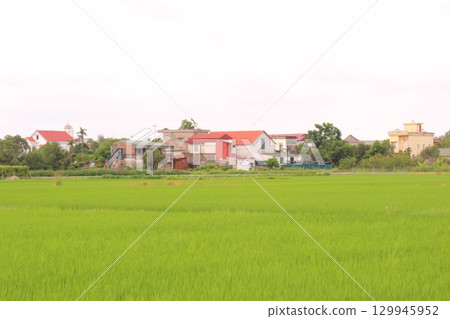 Rice fields in Vietnam. There are green rice fields in the field. Farmers work on them. In the background are villages and country roads 129945952