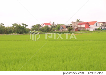 Rice fields in Vietnam. There are green rice fields in the field. Farmers work on them. In the background are villages and country roads 129945954