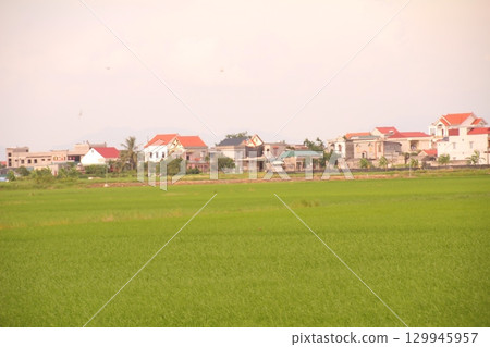 Rice fields in Vietnam. There are green rice fields in the field. Farmers work on them. In the background are villages and country roads Rice fields in Vietnam. There are green rice fields in the field. Farmers work on them. In the background are villages and country roads 129945957