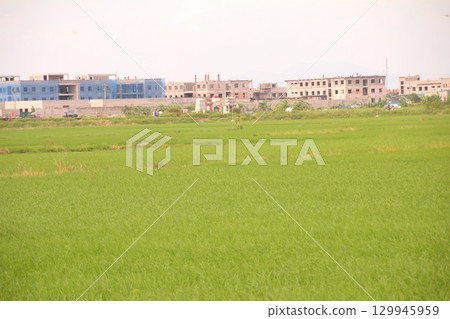 Rice fields in Vietnam. There are green rice fields in the field. Farmers work on them. In the background are villages and country roads 129945959