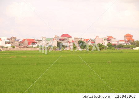 Rice fields in Vietnam. There are green rice fields in the field. Farmers work on them. In the background are villages and country roads Rice fields in Vietnam. There are green rice fields in the field. Farmers work on them. In the background are villages and country roads 129945962