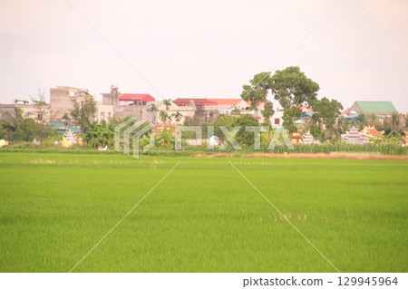 Rice fields in Vietnam. There are green rice fields in the field. Farmers work on them. In the background are villages and country roads Rice fields in Vietnam. There are green rice fields in the field. Farmers work on them. In the background are villages and country roads 129945964