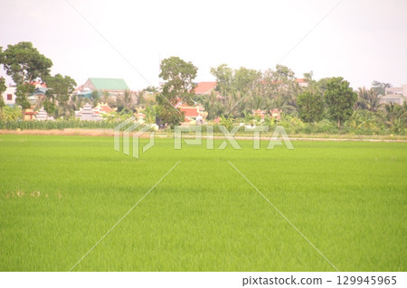 Rice fields in Vietnam. There are green rice fields in the field. Farmers work on them. In the background are villages and country roads Rice fields in Vietnam. There are green rice fields in the field. Farmers work on them. In the background are villages and country roads 129945965