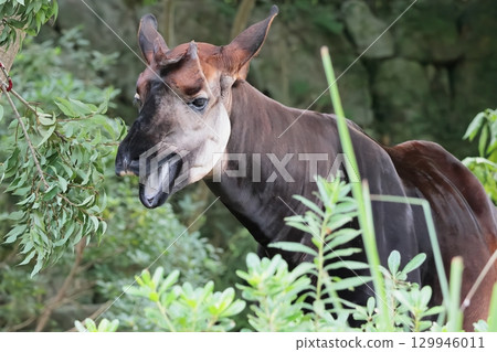 Okapi Okapi 129946011