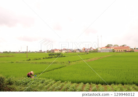 Rice fields in Vietnam. There are green rice fields in the field. Farmers work on them. In the background are villages and country roads Rice fields in Vietnam. There are green rice fields in the field. Farmers work on them. In the background are villages and country roads 129946012