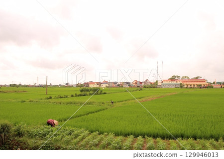Rice fields in Vietnam. There are green rice fields in the field. Farmers work on them. In the background are villages and country roads Rice fields in Vietnam. There are green rice fields in the field. Farmers work on them. In the background are villages and country roads 129946013