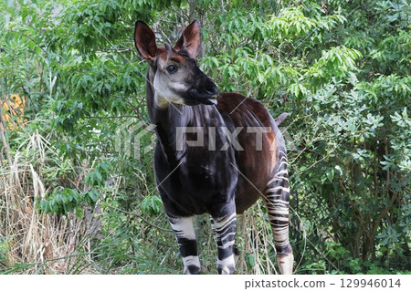 Okapi Okapi 129946014
