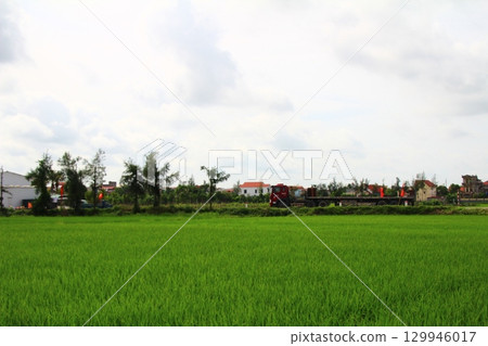Rice fields in Vietnam. There are green rice fields in the field. Farmers work on them. In the background are villages and country roads Rice fields in Vietnam. There are green rice fields in the field. Farmers work on them. In the background are villages and country roads 129946017