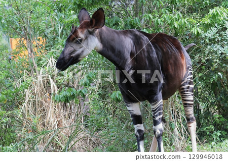 Okapi 129946018