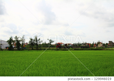 Rice fields in Vietnam. There are green rice fields in the field. Farmers work on them. In the background are villages and country roads Rice fields in Vietnam. There are green rice fields in the field. Farmers work on them. In the background are villages and country roads 129946019