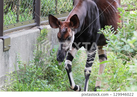 Okapi 129946022