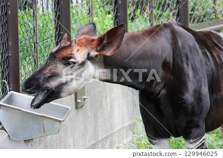 Okapi 129946025
