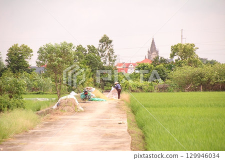 Rice fields in Vietnam. There are green rice fields in the field. Farmers work on them. In the background are villages and country roads 129946034