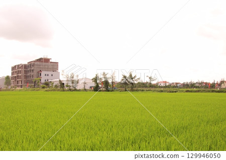 Rice fields in Vietnam. There are green rice fields in the field. Farmers work on them. In the background are villages and country roads 129946050