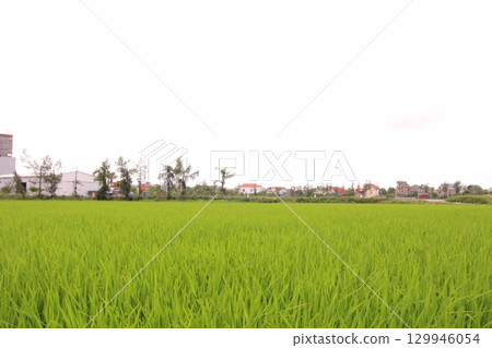 Rice fields in Vietnam. There are green rice fields in the field. Farmers work on them. In the background are villages and country roads Rice fields in Vietnam. There are green rice fields in the field. Farmers work on them. In the background are villages and country roads 129946054