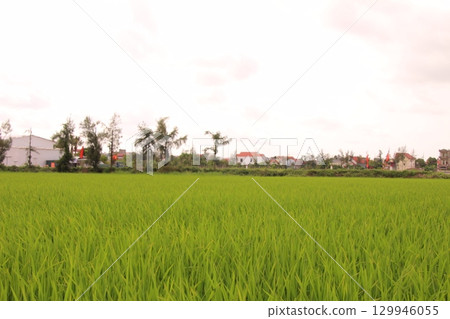 Rice fields in Vietnam. There are green rice fields in the field. Farmers work on them. In the background are villages and country roads Rice fields in Vietnam. There are green rice fields in the field. Farmers work on them. In the background are villages and country roads 129946055
