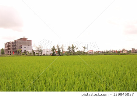 Rice fields in Vietnam. There are green rice fields in the field. Farmers work on them. In the background are villages and country roads 129946057