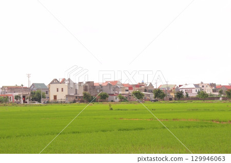 Rice fields in Vietnam. There are green rice fields in the field. Farmers work on them. In the background are villages and country roads 129946063