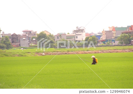 Rice fields in Vietnam. There are green rice fields in the field. Farmers work on them. In the background are villages and country roads Rice fields in Vietnam. There are green rice fields in the field. Farmers work on them. In the background are villages and country roads 129946074