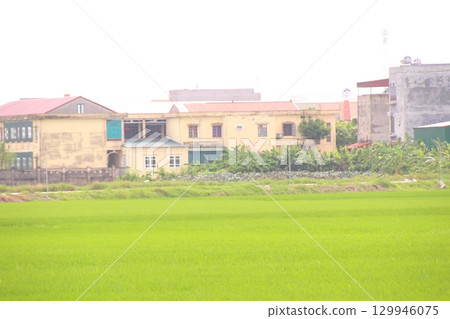 Rice fields in Vietnam. There are green rice fields in the field. Farmers work on them. In the background are villages and country roads Rice fields in Vietnam. There are green rice fields in the field. Farmers work on them. In the background are villages and country roads 129946075