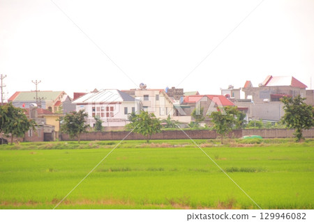 Rice fields in Vietnam. There are green rice fields in the field. Farmers work on them. In the background are villages and country roads 129946082