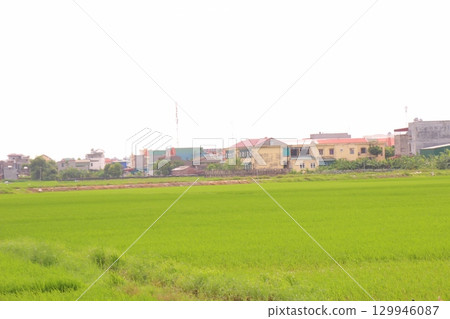 Rice fields in Vietnam. There are green rice fields in the field. Farmers work on them. In the background are villages and country roads Rice fields in Vietnam. There are green rice fields in the field. Farmers work on them. In the background are villages and country roads 129946087