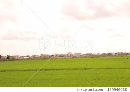 Rice fields in Vietnam. There are green rice fields in the field. Farmers work on them. In the background are villages and country roads 129946088