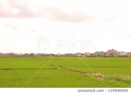 Rice fields in Vietnam. There are green rice fields in the field. Farmers work on them. In the background are villages and country roads Rice fields in Vietnam. There are green rice fields in the field. Farmers work on them. In the background are villages and country roads 129946089