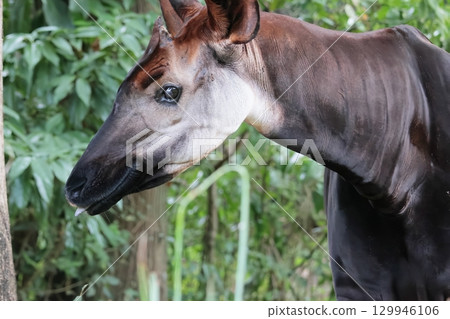 Okapi 129946106