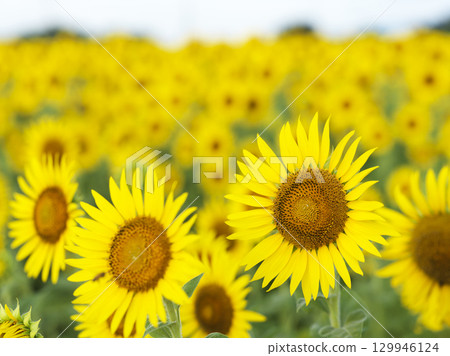 神奈川縣座間市盛夏的向日葵田 129946124