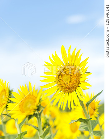 神奈川縣座間市盛夏的向日葵田 129946141