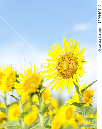 神奈川縣座間市盛夏的向日葵田 129946142