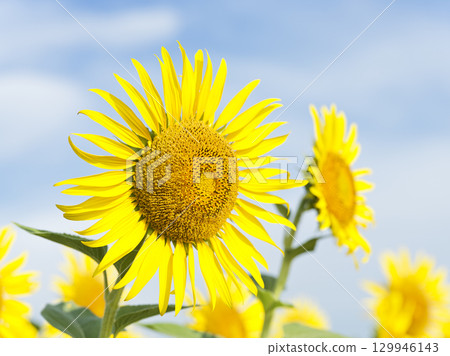 Midsummer sunflower fields in Zama City, Kanagawa Prefecture Midsummer sunflower fields in Zama City, Kanagawa Prefecture 129946143