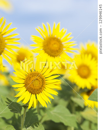 Midsummer sunflower fields in Zama City, Kanagawa Prefecture 129946145