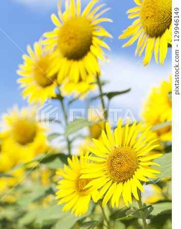 Midsummer sunflower fields in Zama City, Kanagawa Prefecture 129946149