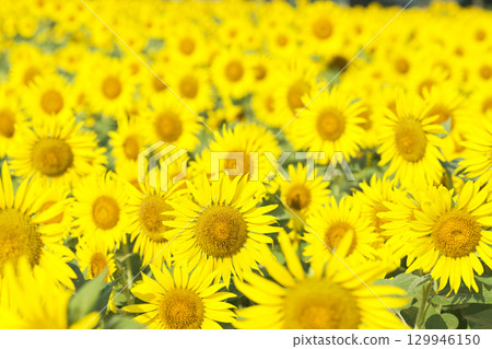 Midsummer sunflower fields in Zama City, Kanagawa Prefecture 129946150