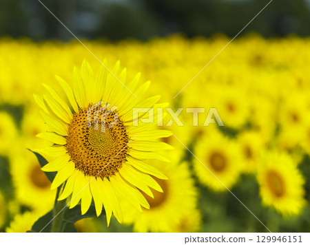 Midsummer sunflower fields in Zama City, Kanagawa Prefecture Midsummer sunflower fields in Zama City, Kanagawa Prefecture 129946151