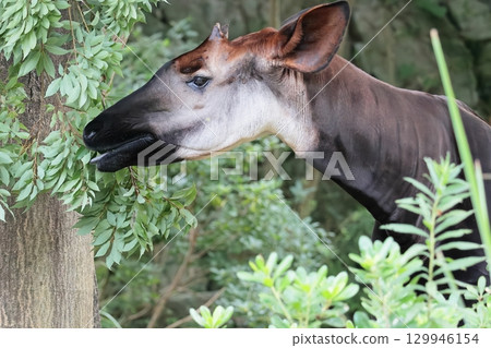 Okapi 129946154