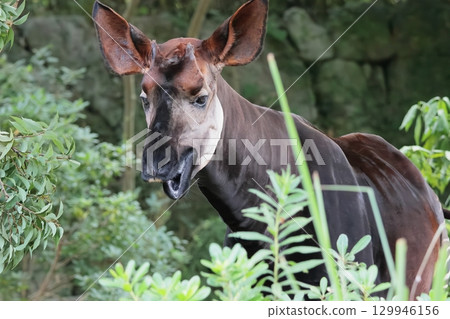 Okapi 129946156