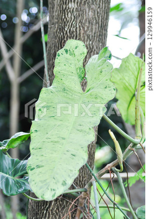 Paraiso Verde or Philodendron paraiso verde or verdant paradise or Philodendron paraiso 129946159