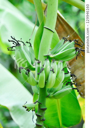 banana or banana plant, banana tree or Banana blossom or banana seed 129946160