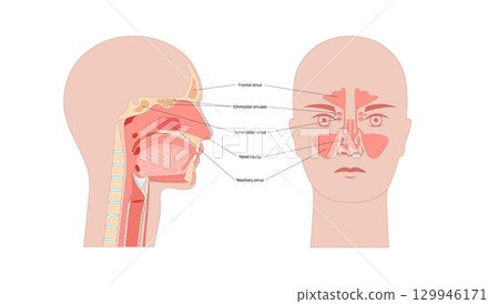Paranasal sinus poster 129946171
